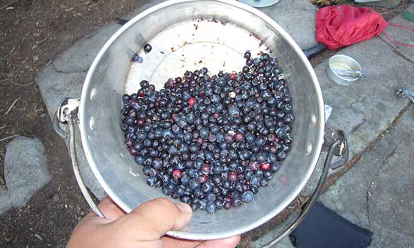 Picking-berry