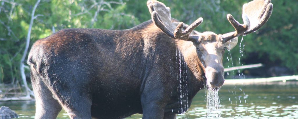 Moose standing in a lake