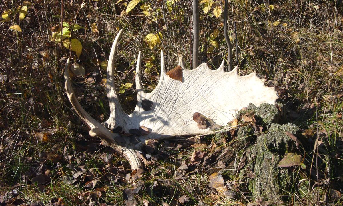 Moose antler lying in grass