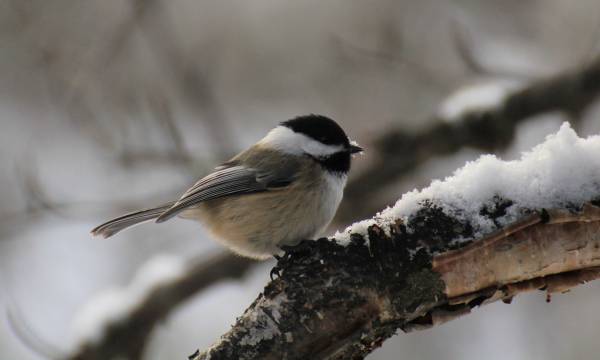 Small bird on tree branch in winter.