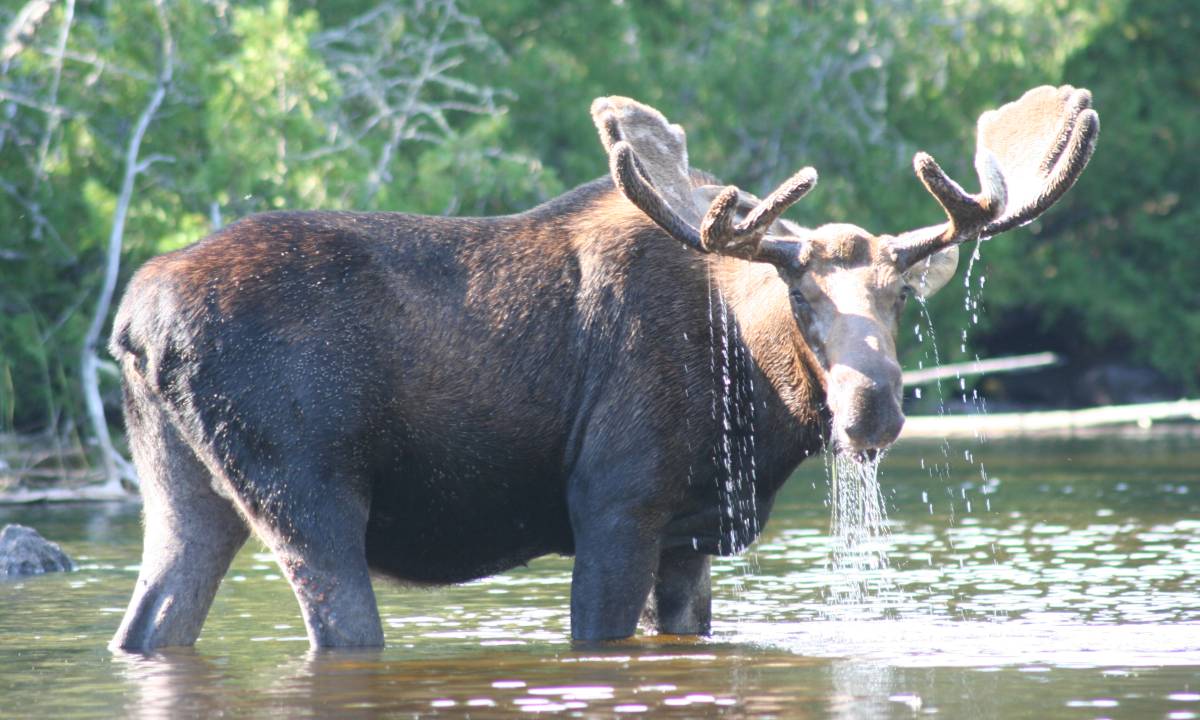 Moose standing in water