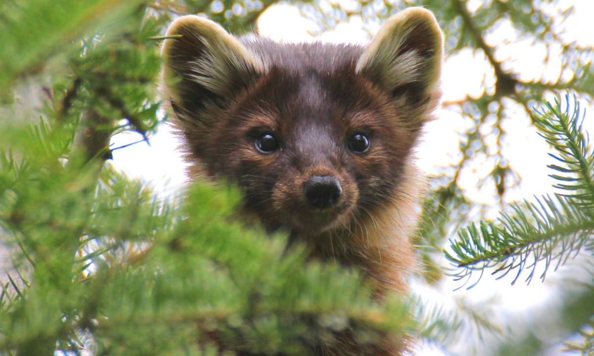 wild animal in tree