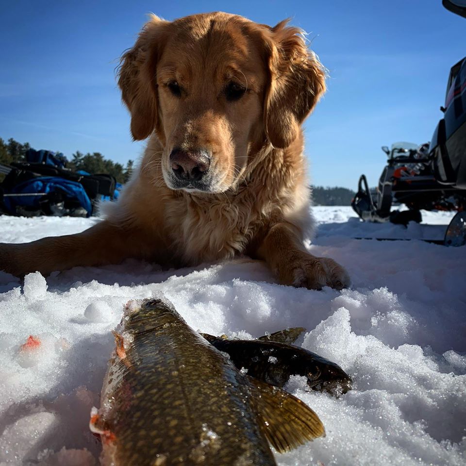 golden eagle dog