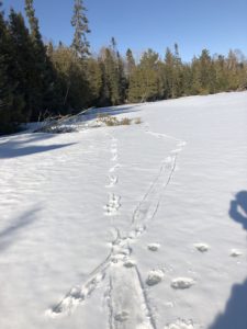 Otter Tracks