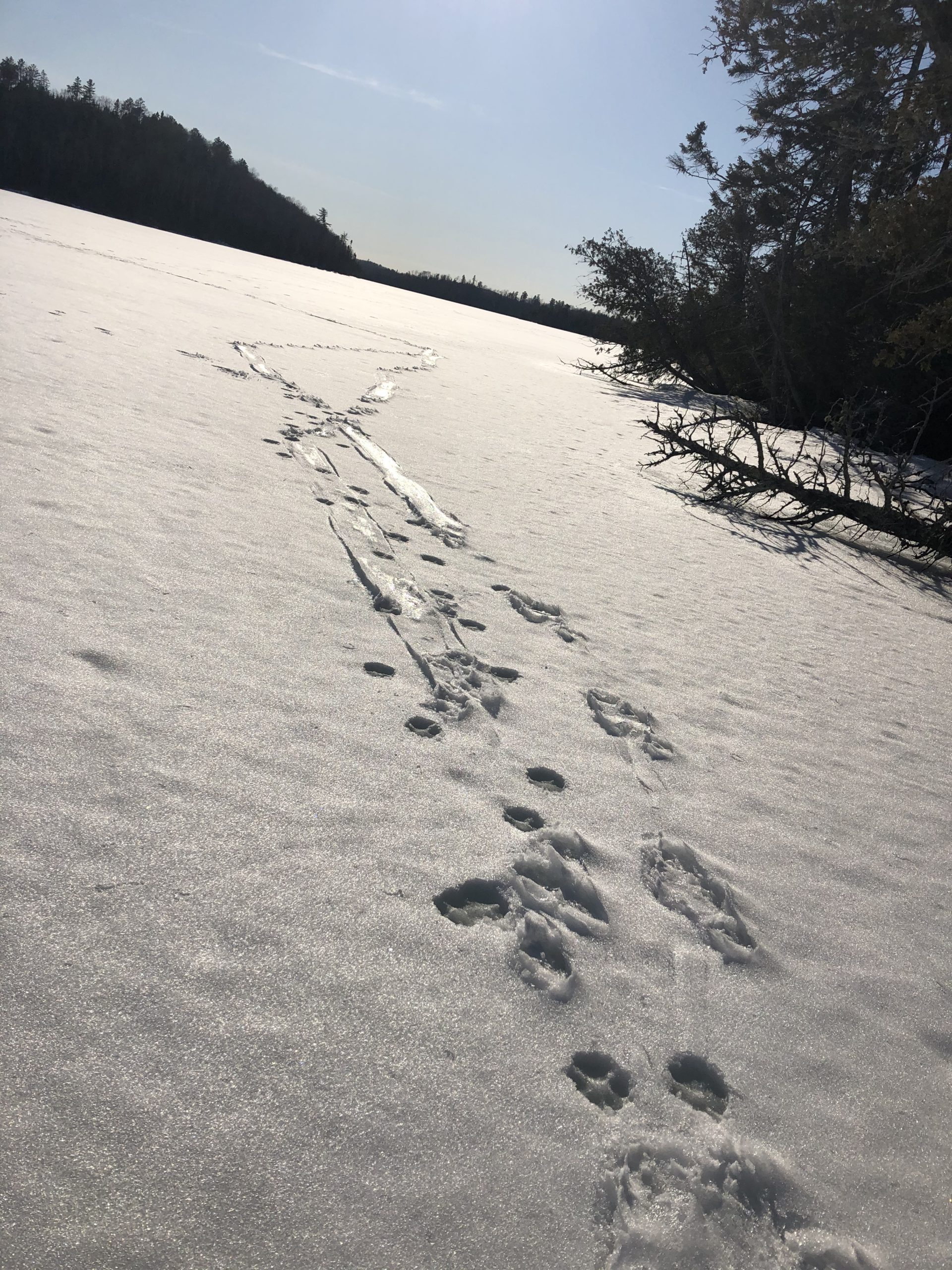 Otter Tracks on the lake