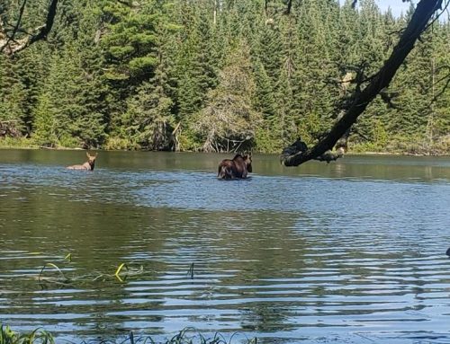 The Canoe-Flip-Trip