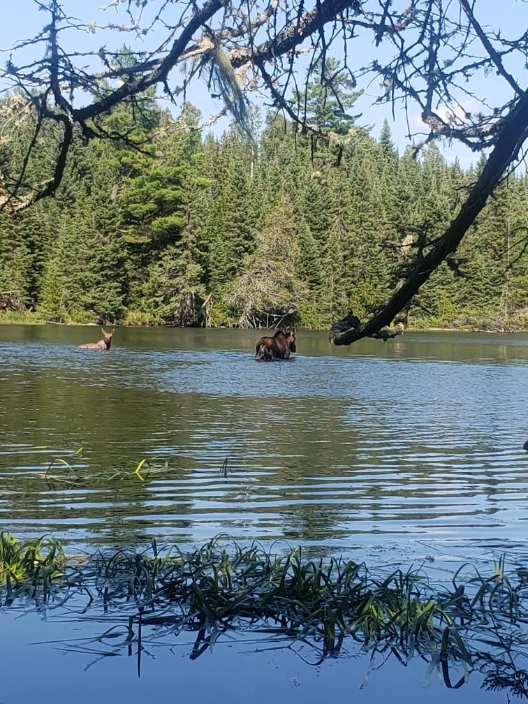 Moose in lake.