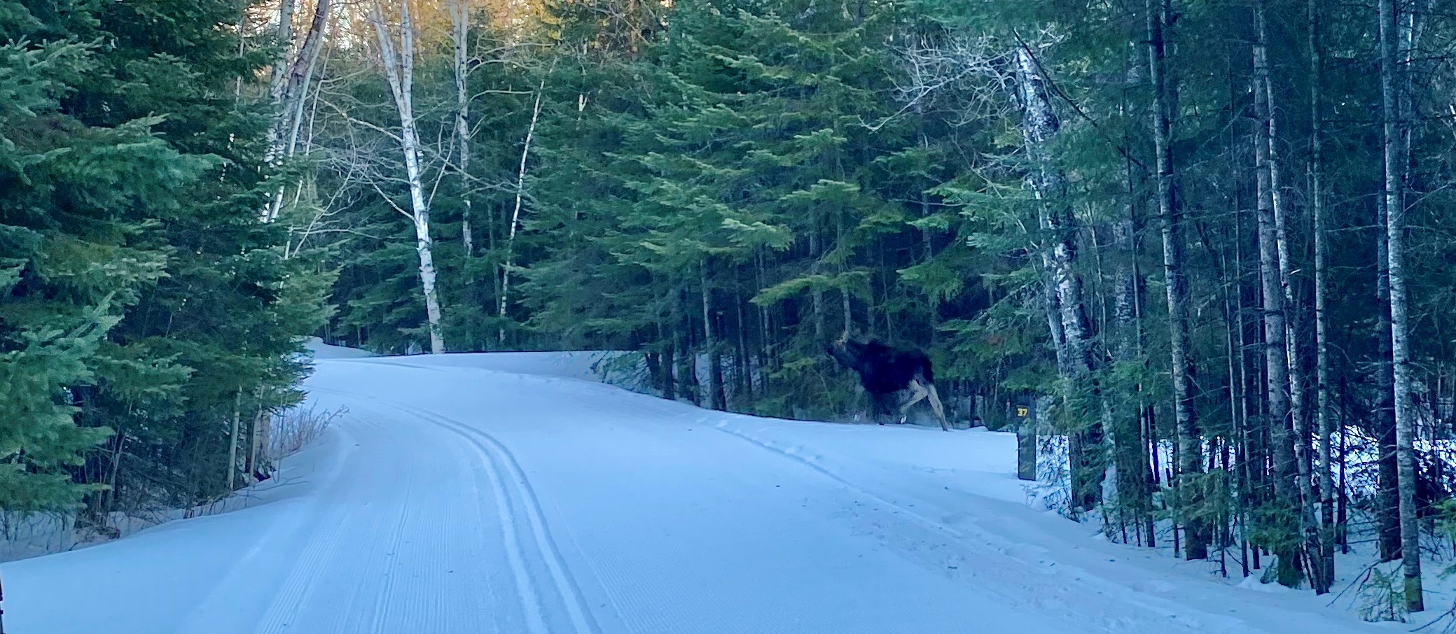 Moose on Wolf Point trail in front of the trail groomer