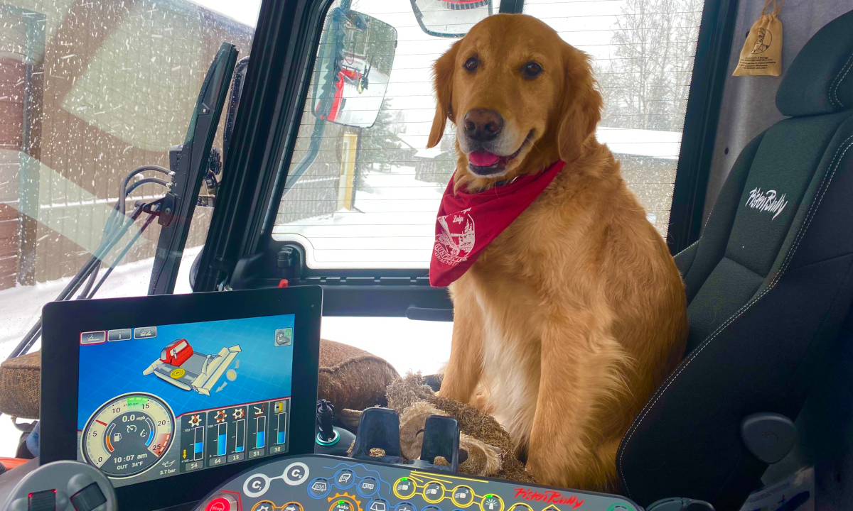 Whiskey the dog sitting in the cab of the Ski Trail Grooming vehicle