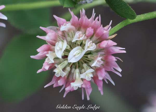 Clover Flower