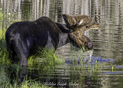 Bull moose in a swamp